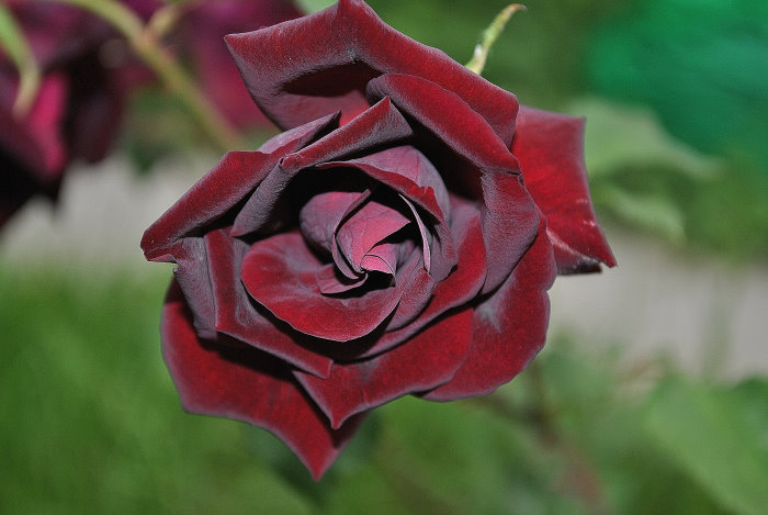 Die Rose - unumstrittene Königin der Blumen