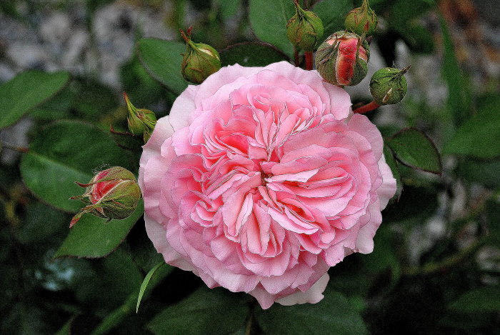 Englische Rose "Eglantyne"